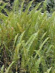 Image result for ledviník