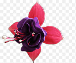 600 x 600 jpeg 71 кб. Hybrid Fuchsia Png Images Pngegg