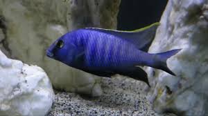 The image used above is for illustration purposes only. Placidochromis Electra Deep Water Hap African Cichlid Youtube