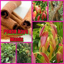 Sekawan started as a machining workshop in 1968. Rempah 4 Sekawan 1 Pokok Buah Pelaga Qr Online Nursery ÙÙŠØ³Ø¨ÙˆÙƒ