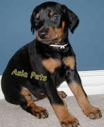 The aim of this site is to bring together all dog enthusiasts in india and all over the world, to share ideas and information, enrich their knowledge about dogs and work for the betterment of our loyal and affectionate companions. Doberman Ads July Clasf