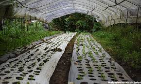 Sarawak also plays a central role in malaysia's agriculture sector as a whole producing foodstuffs for local consumption and cash crops for export. Malaysiakini Sarawak Spends Rm90 000 To Buy Agricultural Produce To Solve Vegetable Dumping