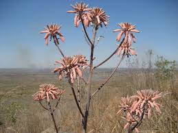 Image result for Aloe carnea
