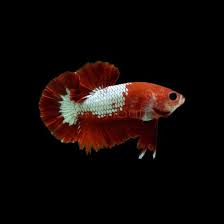 Betta super red dragon platinum full mask over half moon plakat. Betta Red Dragon Fishbuff