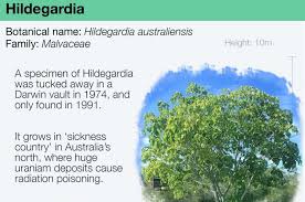 Image result for Hildegardia