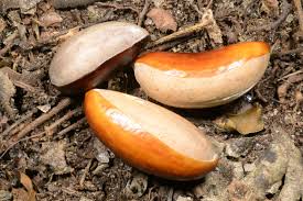 Image result for Pouteria adolfi-friedericii