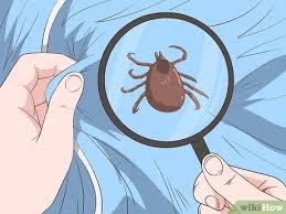 Ticks do not jump, they grab ahold when you walk by. 3 Ways To Check For Ticks Wikihow