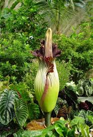Image result for Amorphophallus goetzei