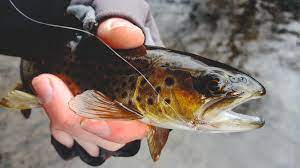It is the largest island in the contiguous united states. Striper Fly Fishing On Long Island On The Water
