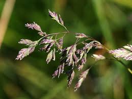 Image result for Poa binata