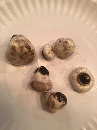 Mushroom identification in Minnesota, USA. Can you please help?