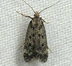 Image result for Bryotropha similis