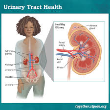 Because of coffee's antioxidant properties, some studies have found that. Urinary Bladder Late Effects In Childhood Cancer Survivors Together