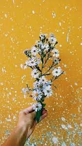 Gambar Aesthetic Bunga Hd Dunia Gambar