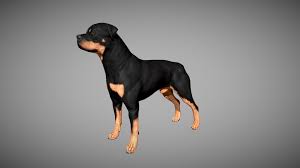 Rottweiler 3d Model By Alexlashko Alexlashko E4db800 Sketchfab
