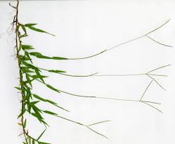Image result for Digitaria compressa