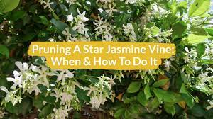 Pruning A Star Jasmine Vine How When To Do It Joy Us Garden Youtube