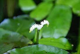 Image result for Aponogeton desertorum