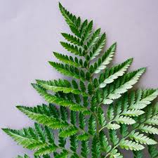 Fresh open blooms time to bloom: Leather Leaf Greenery Wholesale Flowers Fiftyflowers Com