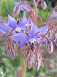 Image result for Borago officinalis