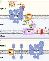 Click again to see term 👆. Mitochondrial Porin Links Protein Biogenesis To Metabolism Springerlink