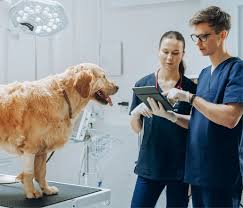 Exploring the Benefits of AI in Veterinary Clinic Management - Technology  for Animal Health