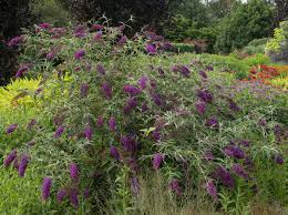Maybe you would like to learn more about one of these? 21 Most Fragrant Flowers Shrubs For Your Garden