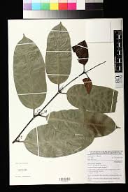 Image result for Hippocratea apocynoides