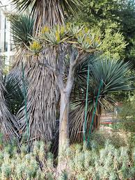 Image result for Aloidendron