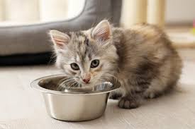 The Very Best Cat Diet, According to Vets | Trusted Since 1922