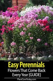 Lamb's ear plants grow in full to partial sun and are drought tolerant. 45 Easy Perennials Flowers That Come Back Every Year Easy Perennials Herbaceous Perennials Flowers Perennials