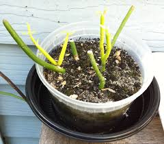 I ended up putting all the cuttings under a cypress tree in a shady spot in my garden. Pencil Cactus Propagated From Cuttings Any Tips Helpfulgardener Com