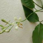 Image result for Cleome aculeata