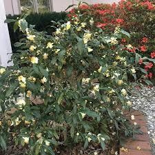 Camellia Sinensis Tea Plant In Full Bloom Today Camellia Flowers Garden Horticulture Landscape Savannah Camelli Edible Landscaping Plants Fruit Trees