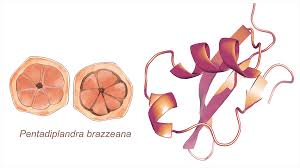 Image result for Pentadiplandra brazzeana