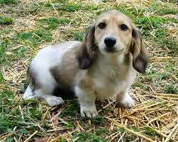 Long Haired Black And Cream Mini Dachshund Nothing Found For Royalworths Rich Magellan A Handsome Long Hair Cream Piebald Miniature Dachshund Male Puppy Dachshund Piebald Dachshund Dachshund Breed