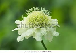 Image result for Cephalaria pungens