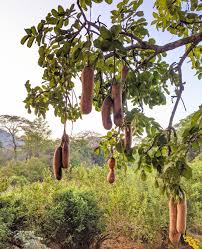 Image result for Kigelia africana