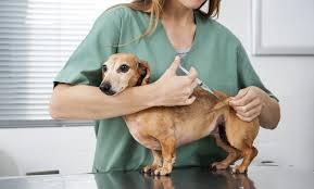 Assim, a composição das vacinas é renovada sempre. Saiba Quais Vacinas Seu Pet Deve Receber