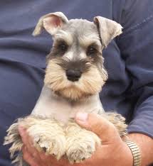 Schnauzer mix puppies for sale. Teacup Miniature Schnauzer Puppy Novocom Top