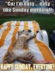 Pin On Cats Kits Start 2020