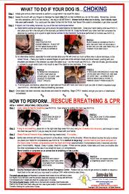 Diabetes First Aid Infant First Aid For Choking And Cpr