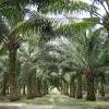 Perusahaan ini dibentuk melalui merger yang diprakarsai oleh pemerintah malaysia pada desember 2006. 1