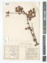 Image result for Commiphora africana