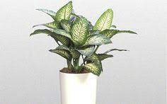 Dieffenbachia Plant Care How To Grow Dumb Cane Epic Gardening Snow Plant Plant Care Plants