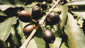 Image result for Coffea zanguebariae