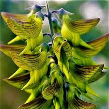 Image result for Crotalaria quarrei