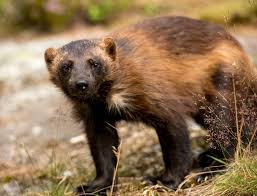 Laanemaa järv from mapcarta, the open map. Jarv Jarvzoo