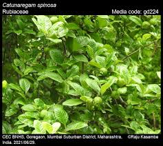 Image result for Catunaregam