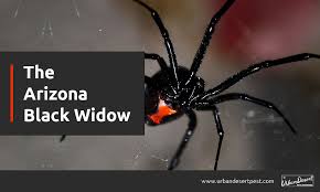 Black widow is an upcoming american superhero film based on the marvel comics character of the same name. Urban Desert Pest Control The Arizona Black Widow